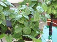 [사이언스 핫파이브]12월 다섯째 주