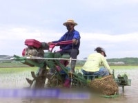 北, 경제난에 천금같은 5월 모내기 독려...올해 86만t 식량 부족