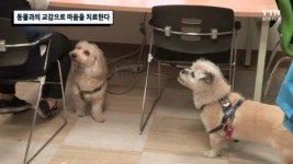 동물과의 교감으로 마음을 치료한다