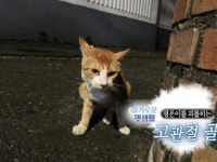 [슬기로운펫생활] 고관절 골절로 변비까지 걸려버린 유기묘