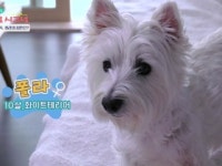 [펫닥터] 화이트 테리어 폴라에게 찾아온 질환, 골육종