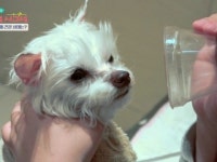 [펫닥터] 선천적 심장병 PDA를 버텨낸 몰티즈, 사랑이