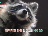 [시크릿 주주] 장난꾸러기 라쿤의 시크릿