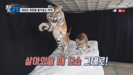 새로운 생명을 불어넣는 박제