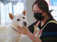 [슬기로운 펫생활] 혹이 보내는 위험신호…반려견 종양의 모든 것