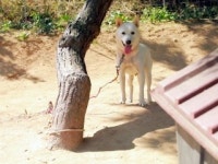 [슬기로운 펫생활] 목줄이 답답한 반려견…스트레스 줄이려면?