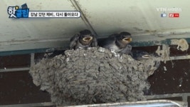 강남 갔던 제비, 다시 돌아오다