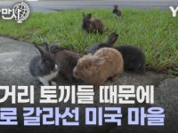 [세상만사] 미국의 한 동네가 토끼 마을이 된 사연