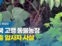 경북 고령 동물농장 탈출 암사자 사살