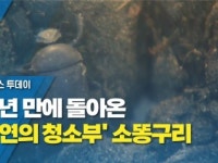 50년 만에 돌아온 자연의 청소부 소똥구리