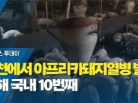 화천에서 아프리카돼지열병 발생...올해 국내 10번째