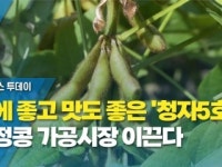 몸에 좋고 맛도 좋은 청자5호, 검정콩 가공시장 이끈다