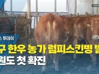 양구 한우 농가 럼피스킨병 발생...강원도 첫 확진