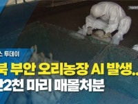 전북 부안 오리농장 AI 발생...4만2천 마리 매몰처분
