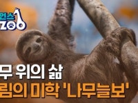 [사이언스ZOO] 나무 위의 삶…느림의 미학 나무늘보