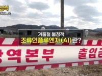 [짤막상식] 겨울철 불청객 조류인플루엔자(AI)란?