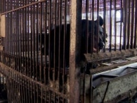 곰 탈출 사건 또 발생...사육 금지법은 국회 계류 중