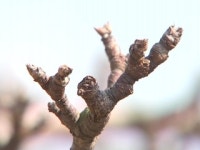 냉해 피해 예방하세요...농장 맞춤형 기상재해 알림서비스 확대