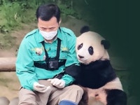 신드롬 남긴 판다 푸바오...사람들이 열광한 이유는?