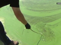 때 이른 녹조 발생...야적 퇴비 등 오염원 집중관리