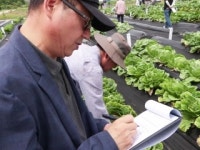 더운 여름에도 잘 자라는 배추 한자리에