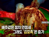 [영상] 배춧값 안정세에도 김포족은 증가
