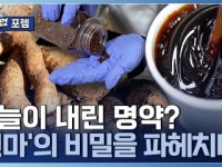 하늘이 내린 보물! 천마 건강식품 개발 기업