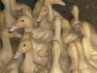 충남 서산 소재 육용오리 농장에서 조류인플루엔자 확인