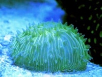 티끌 모아 태산…하루에 43.7mm 움직이는 버섯 산호