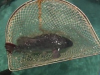 과일밥상상하점 | 불볕더위에 밥상 물가 '들썩'...과일·채소 '급등' 우럭도 42%↑