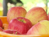 또 금사과...사과값 뛰며 추석 밥상 부담↑