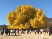 감동이 물결처럼..., 단풍 절정 맞은 1,300살 은행나무