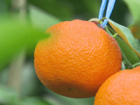 재생에너지로 키웠다...전국 첫 ’RE100 감귤’ 탄생