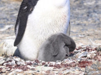 기후변화로 부화시기 앞당긴 펭귄...생태계 위기 신호