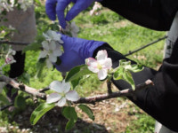 올해 사과꽃 피는 시기...최근 10년보다 늦을 전망