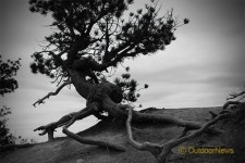 소재이야기 | 나무 ①