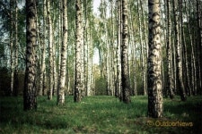 소재이야기 | 나무 ①