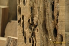 소재이야기 | 나무 ④