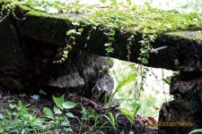 수로 위 걸으며 마음 힐링 약수 물 마시고 몸도 힐링