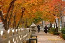 차 많고 거리 멀고…단풍놀이 멀리 갈 필요 없어요