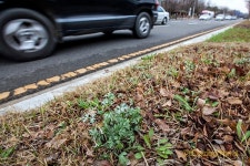 도로변 봄나물 함부로 먹지 마세요