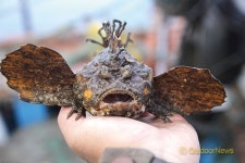여름 바다낚시, 조심해야 할 주의 어종 백서
