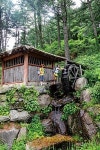 지친 마음을 감싸는 잣나무 향 속으로