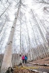 자작나무 숲으로 튀어!…인제 자작나무 숲 & 하늘내린터