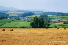 그 여름, 초록 물결의 추억