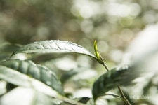 차를 사랑하는 사람들 담양산다