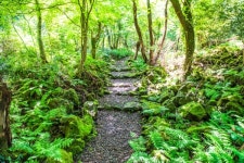 제주도 대표 곶자왈, 교래자연휴양림