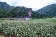 [제철 식재료 이야기8] 정선 옥수수