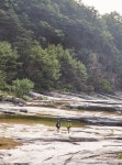 신록이 완연한 삼척의 산과 계곡