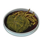 선조들의 삶과 지혜가 담긴 삼척의 맛